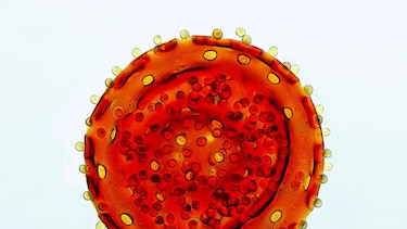 El arte de la fotomicrografía