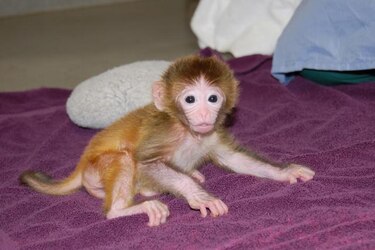 Crean los primeros monos quiméricos del mundo