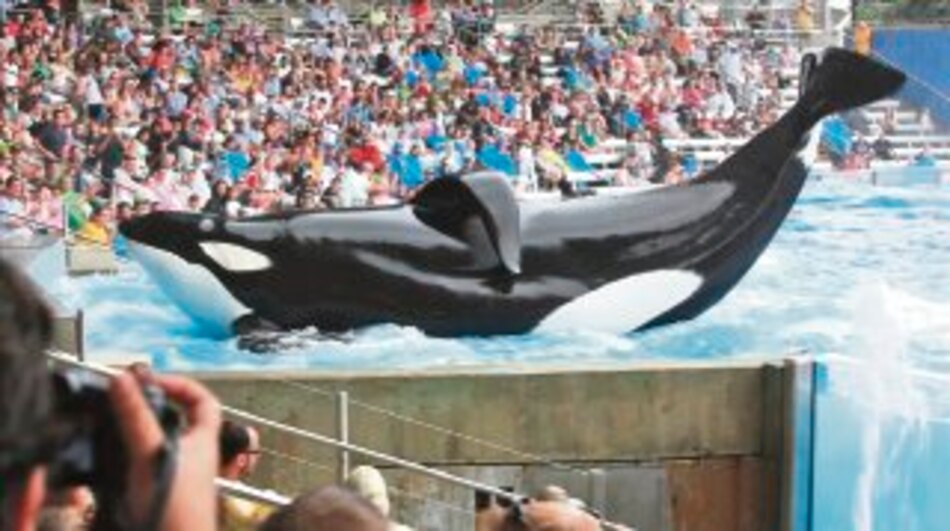 Documental sobre orcas asesinas levanta polémicas