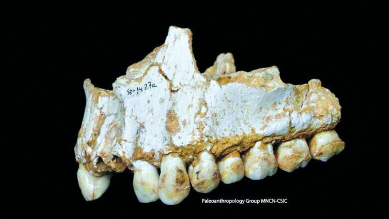Neandertal usaba ‘aspirina’ para dolor de muelas