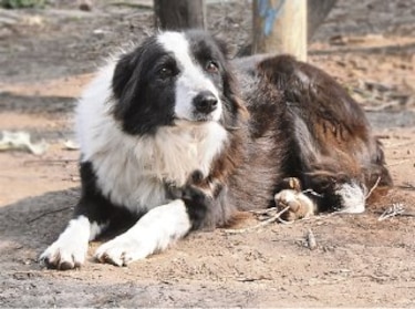 El ‘border collie’