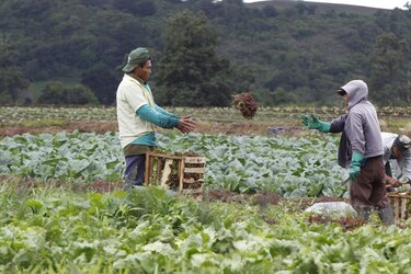 Impulsan discusión de legislación para agricultura familiar