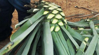 El agave azul, mucho más que el tequila