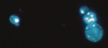 Grandes pasos científicos