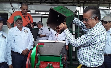 Arranca la cosecha cafetera en la provincia de Chiriquí