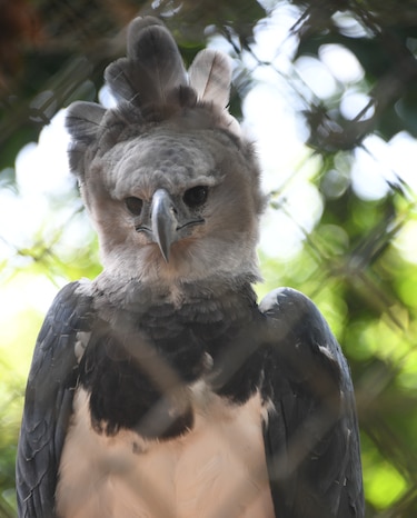 Águila harpía ‘Panamá’ cumple 15 años