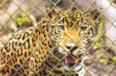 Parque Zoológico Summit agoniza por falta de presupuesto