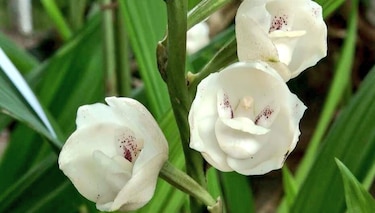 Tu Patria, tu Historia. La Flor del Espíritu Santo: la joya natural que Panamá protege