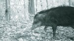 Objetos de conservación en el PN Darién