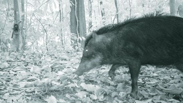 Objetos de conservación en el PN Darién