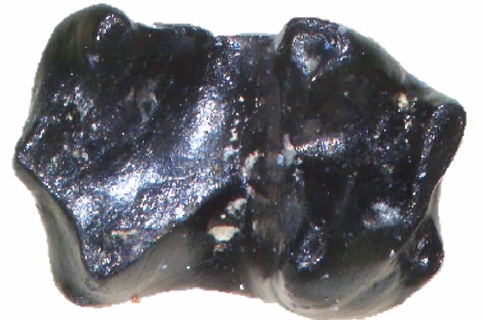 Un diminuto ratón sobrevivió en el Ártico en la era de los dinosaurios