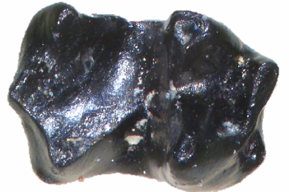 Un diminuto ratón sobrevivió en el Ártico en la era de los dinosaurios