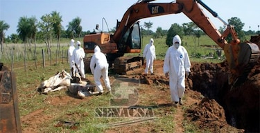 Paraguay: Gobierno vacunará contra la aftosa