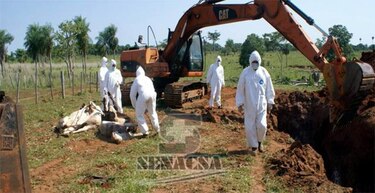 Paraguay: Gobierno vacunará contra la aftosa