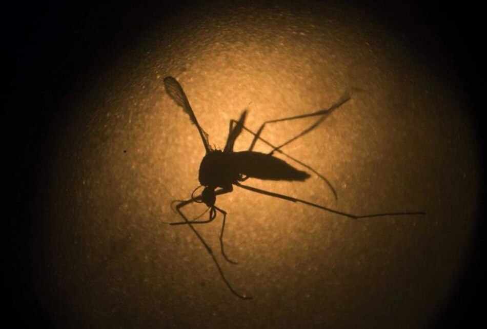 Científicos en Brasil: El mosquito Culex no transmite zika