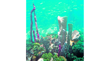 Oceános amenazados