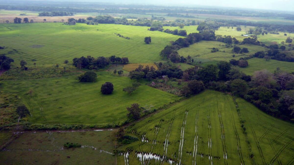 Realizan monitoreo de roedores en El Valle de Tonosí