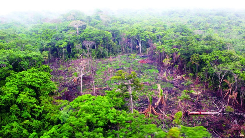 Los dueños de la madera en la provincia de Darién