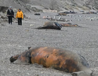 Mortalidad de ballenas francas australes en Chubut preocupa a científicos
