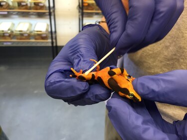Científicos innovan para monitorear la pandemia de anfibios