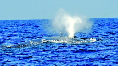Las ballenas azules son sobre todo diestras