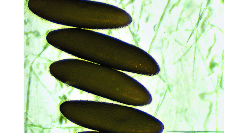 Insectos vectores de enfermedades infecciosas