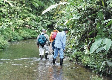 Remedios escondidos en la piel de anfibios