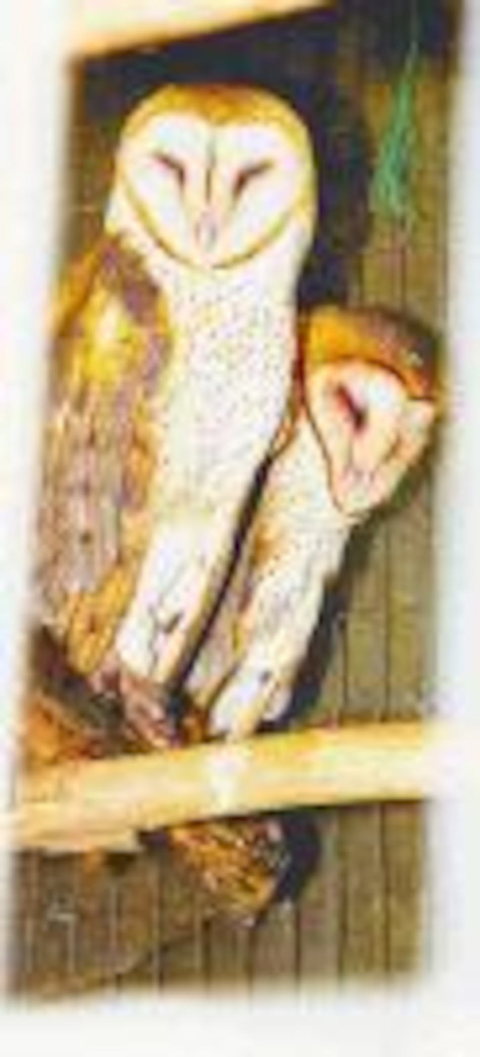 Otros habitantes 'Tyto alba': Utilísimo pero muy mal visto