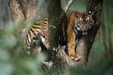 Un zoológico en Dinamarca pide donación de mascotas para alimentar a sus depredadores