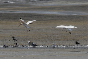 Proteger los flujos migratorios de aves centra inédita iniciativa en América