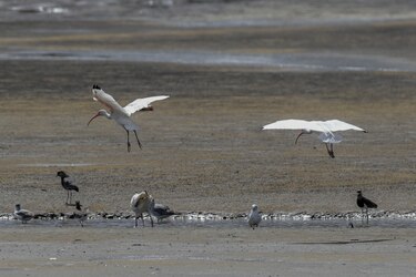 Proteger los flujos migratorios de aves centra inédita iniciativa en América