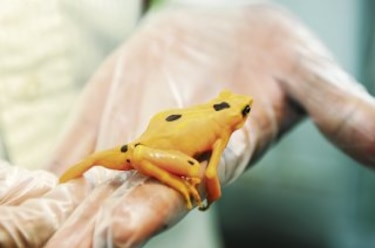 Para salvar a la rana dorada