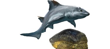 Colombia descubre especie de tiburón extinta hace millones de años