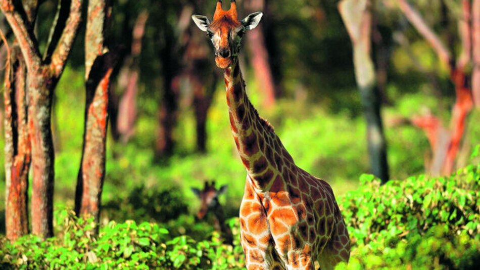 La jirafa lucha por su sobrevivencia