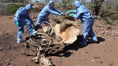 Récord: cazadores furtivos mataron a mil 215 rinocerontes en Sudáfrica en 2014