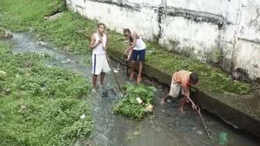 Arranca proyecto de rescate ‘Bambú Lane’