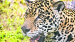 Conservación del jaguar, el poder de una huella