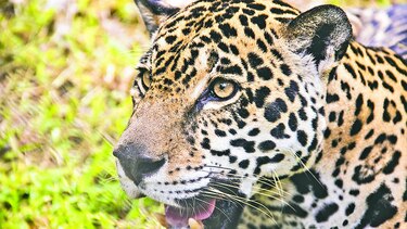Conservación del jaguar, el poder de una huella