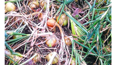 Inventario de papa y cebolla determinará demanda local