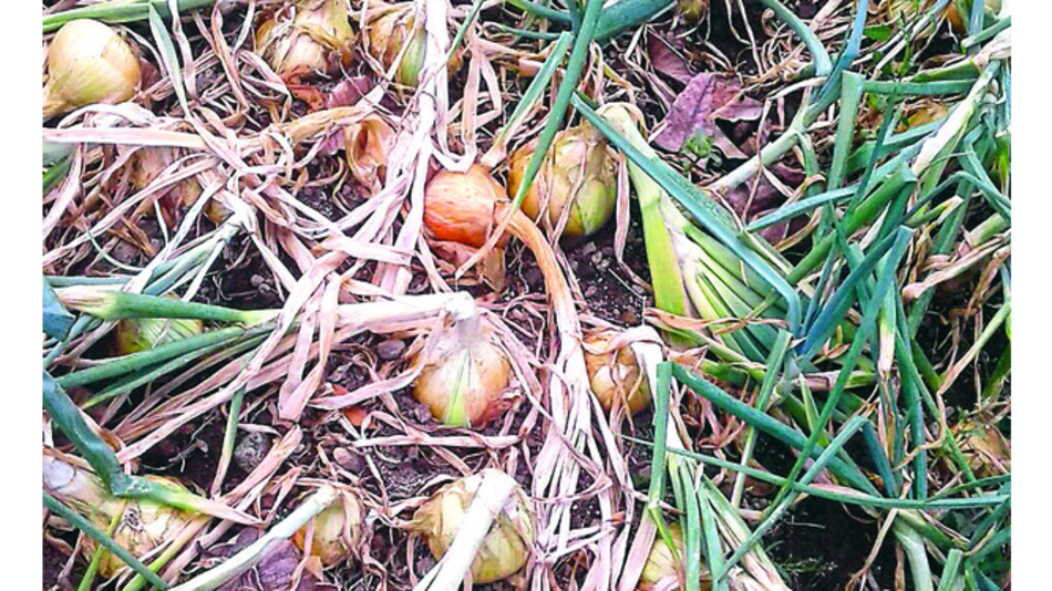 Inventario de papa y cebolla determinará demanda local