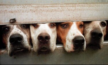 Desarrollan en Brasil primera vacuna contra leishmaniosis canina