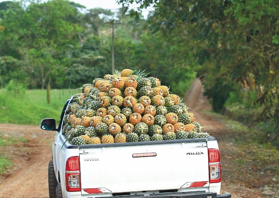Turquía, principal destino de la piña panameña