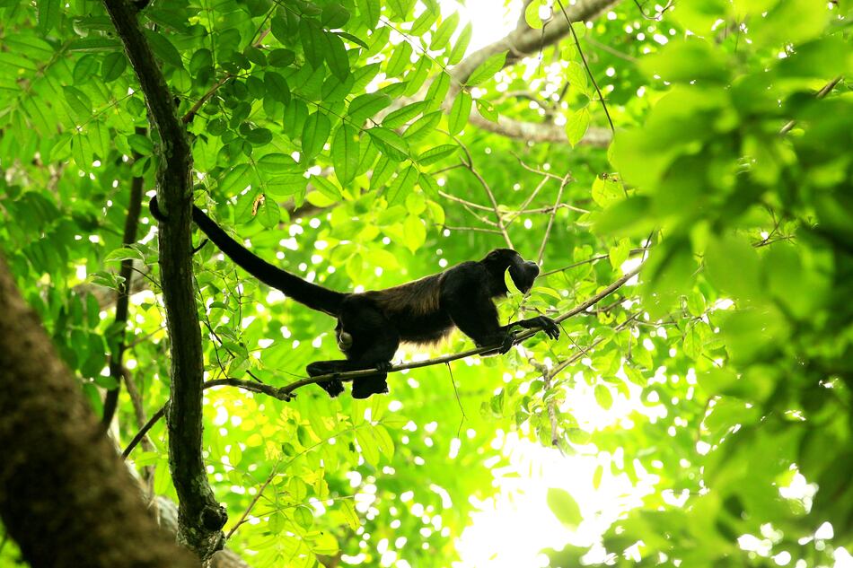 OMS denuncia ataques contra monos en Brasil por temor a viruela del mono