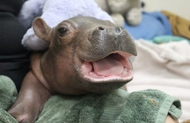 Bebé hipopótamo va mejorando en zoológico de Cincinnati