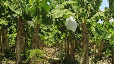 Gobierno y empresa definirán este viernes negociaciones sobre Barú