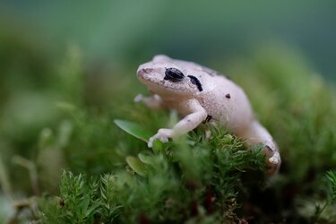 La búsqueda de nuevas especies en una reserva de Panamá rica en biodiversidad