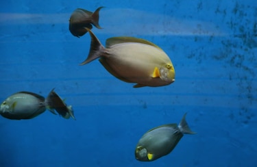 Puente biológico único