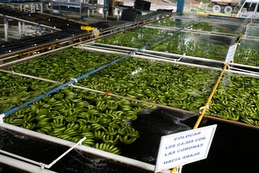 Sector exportador panameño en alerta: ¿Cómo impactará la huelga portuaria de Estados Unidos?