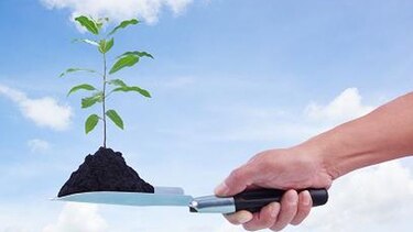 Lo que conlleva plantar un millón de hectáreas