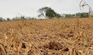 Fuertes lluvias dañan plantaciones de maíz en Los Santos
